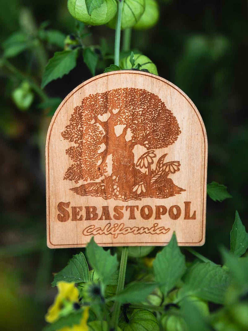 Dom Chi Sebastopol Wooden Sticker
